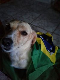 High angle portrait of dog sitting on floor