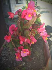 Close-up of pink flowers