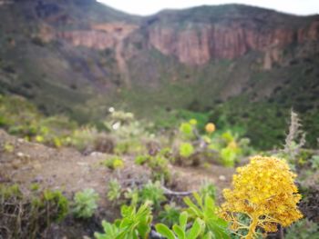 Close-up of yellow flowering plant against mountain