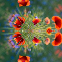 Close-up of orange flowers blooming outdoors