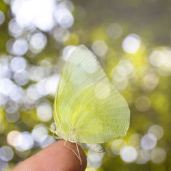 Close-up of hand holding leaf