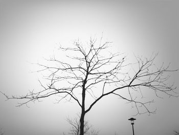 Low angle view of bare trees against sky