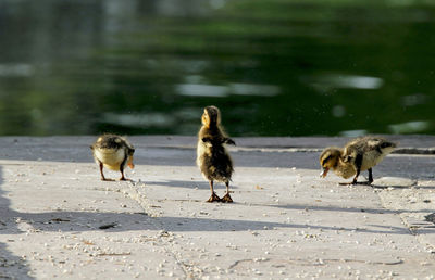 Ducklings perching at lakeshore