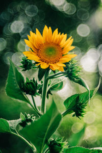 Close-up of yellow flowering plant