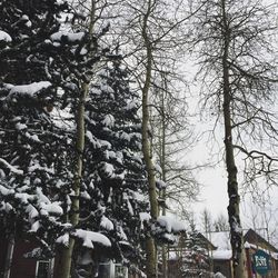 Low angle view of bare trees on snow covered land