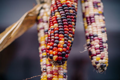 Close-up of multi colored hanging