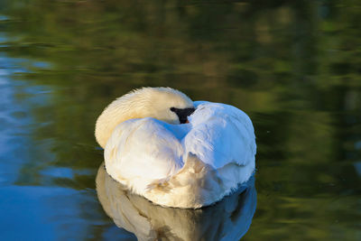 Close-up of swan in lake