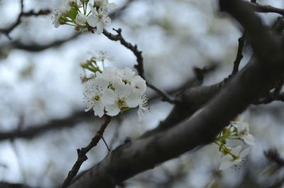 Low angle view of apple blossoms in spring