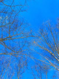 Low angle view of tree against blue sky