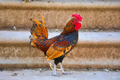 Close-up of rooster