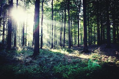 Sunlight streaming through trees in forest