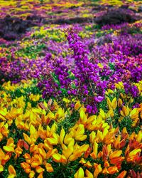 Close-up of fresh purple flowers in field