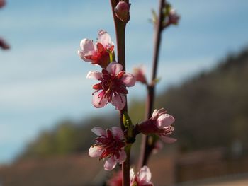 Close-up of pink cherry blossom