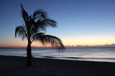 Silhouette palm tree on beach against clear sky