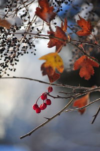 Low angle view of tree against sky during autumn