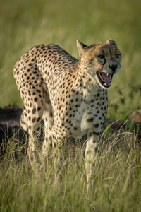 Cheetah standing on land in forest