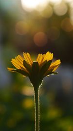 Close-up of yellow flower blooming outdoors