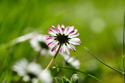 Close-up of pink flower on field
