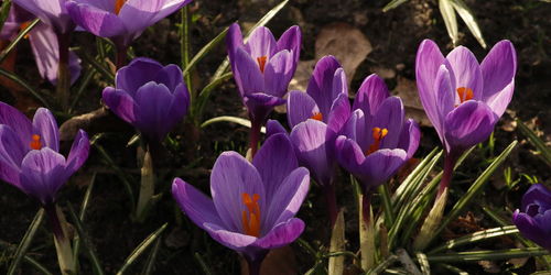 Close-up of purple crocus flowers