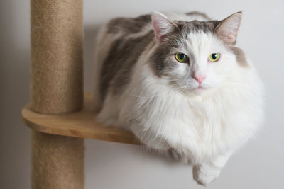 Close-up portrait of white cat sitting on wooden shelf
