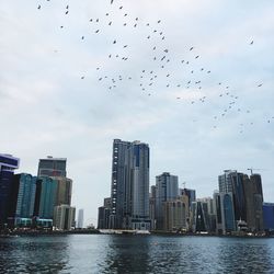 Birds flying over city buildings against sky