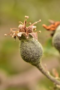 Close-up of berries on plant