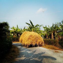 Road amidst trees against sky