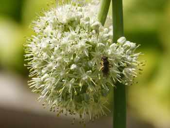 Close-up of bee on flower