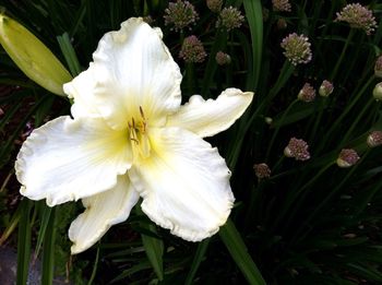 Close-up of white flowers blooming outdoors