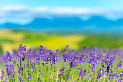 Violet lavender flowers field in summer sunny day with soft focus blur natural background.