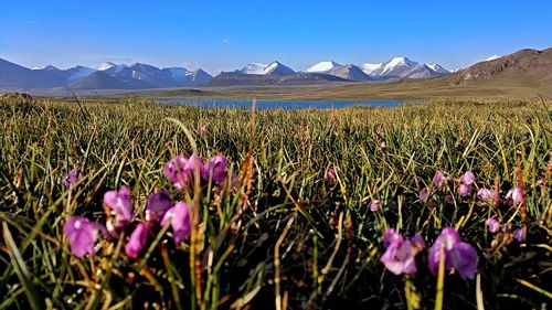 Purple flowering plants on field against sky