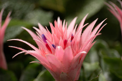 Close-up of pink flower