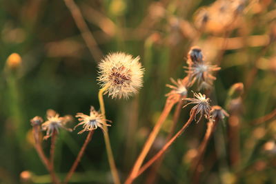 Close-up of dandelion on field