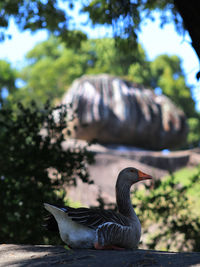 Portrait of a bird in the municipal park pedra da onion, located in vitoria, es, brazil. monument 