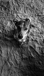 Close-up portrait of a dog