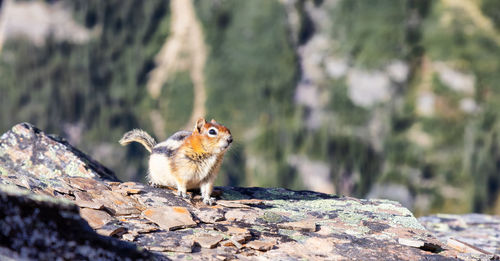 Squirrel on rock