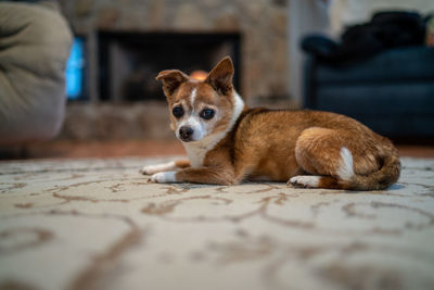 Portrait of dog resting on floor at home