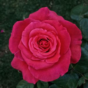 Close-up of pink rose