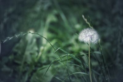 Close-up of dandelion on field