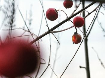 Close-up of red berries on tree during winter