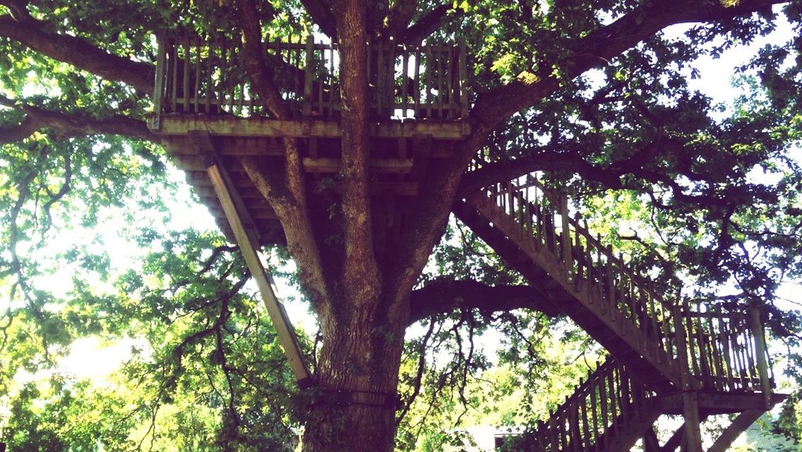 tree, low angle view, tree trunk, growth, branch, built structure, forest, wood - material, nature, architecture, green color, day, tranquility, outdoors, no people, sunlight, beauty in nature, leaf, sky, woodland