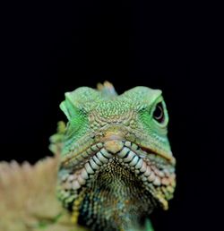 Close-up of a lizard