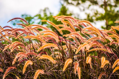 Close-up of fresh plants on field against sky