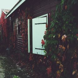 Ivy growing on building