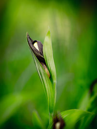 Close-up of green flower bud