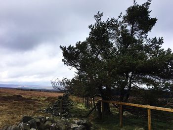 Trees on landscape against sky