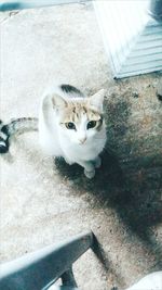 High angle portrait of cat on steps