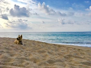 Scenic view of a dog on beach against sky