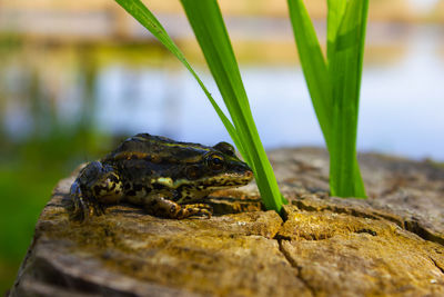 Close-up of frog on rock