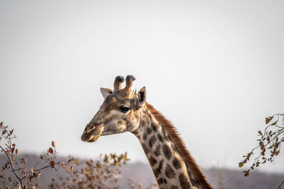 View of giraffe against clear sky